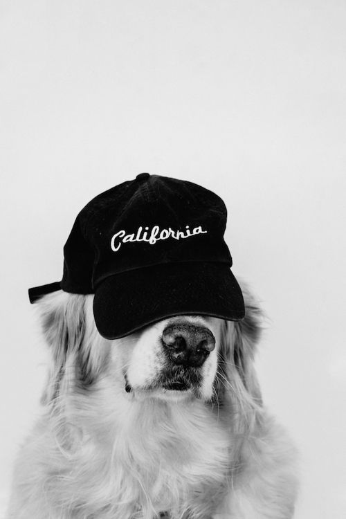 Dust of Gods DOGUE dog graphic streetwear collection